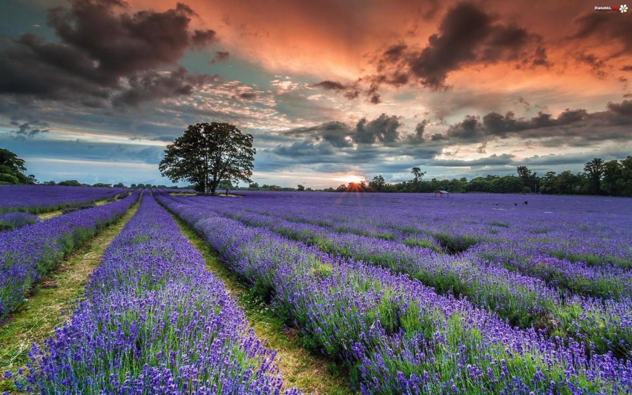 La Maison Des Collines Allemagne-en-Provence Dış mekan fotoğraf